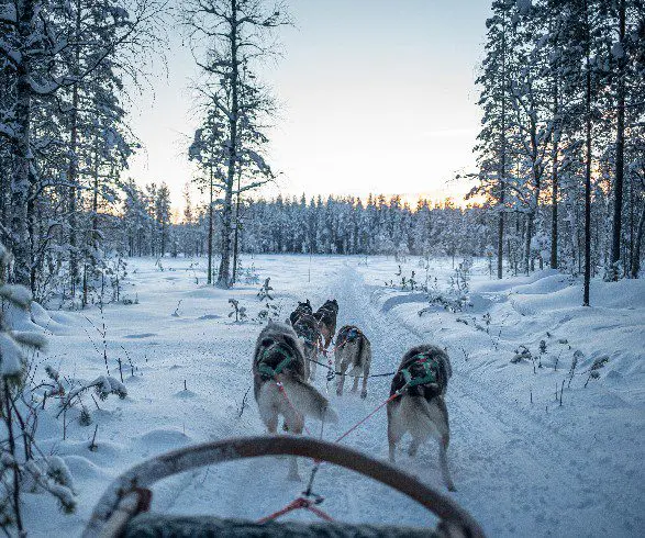 Husky-Tour Lappland
