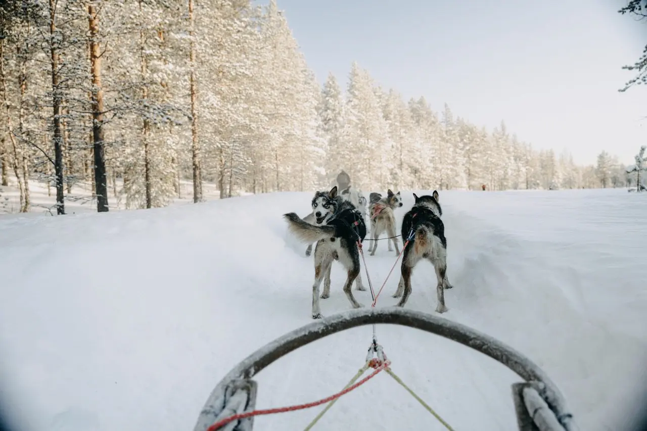 Husky-Tour in Lappland