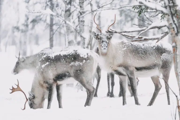 Finnisch Lappland