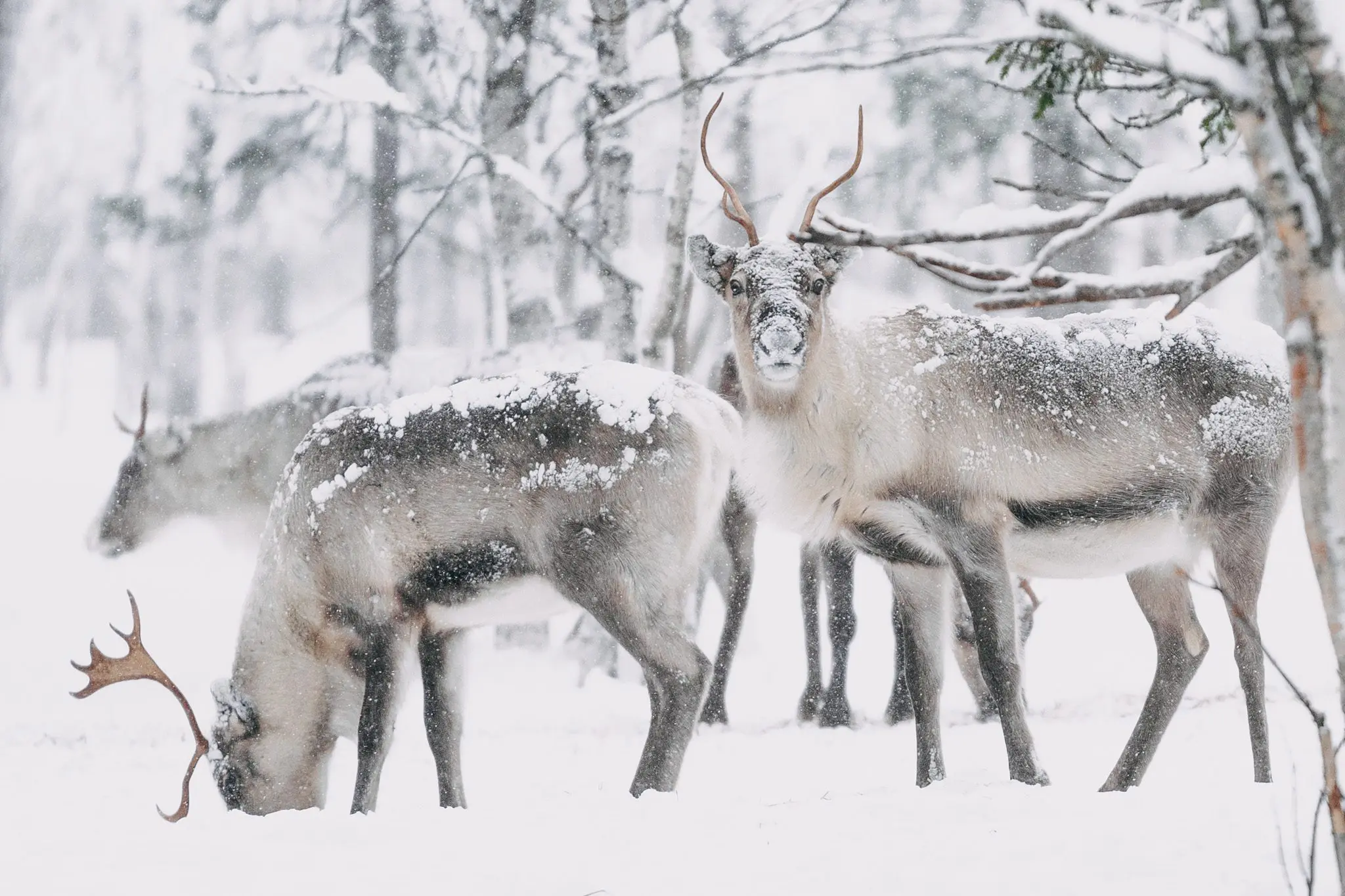 Finnisch Lappland