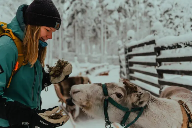 Lappland Rentiere