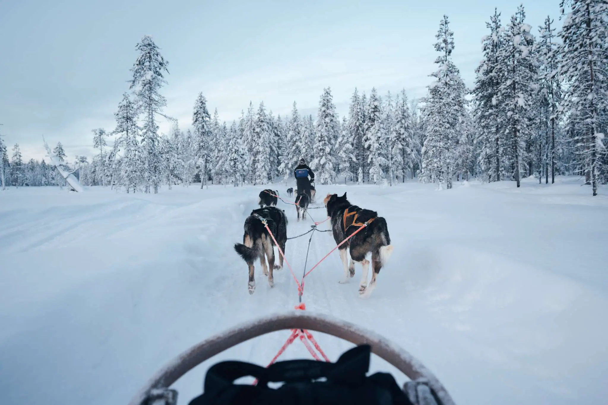 Husky-Safari Lappland