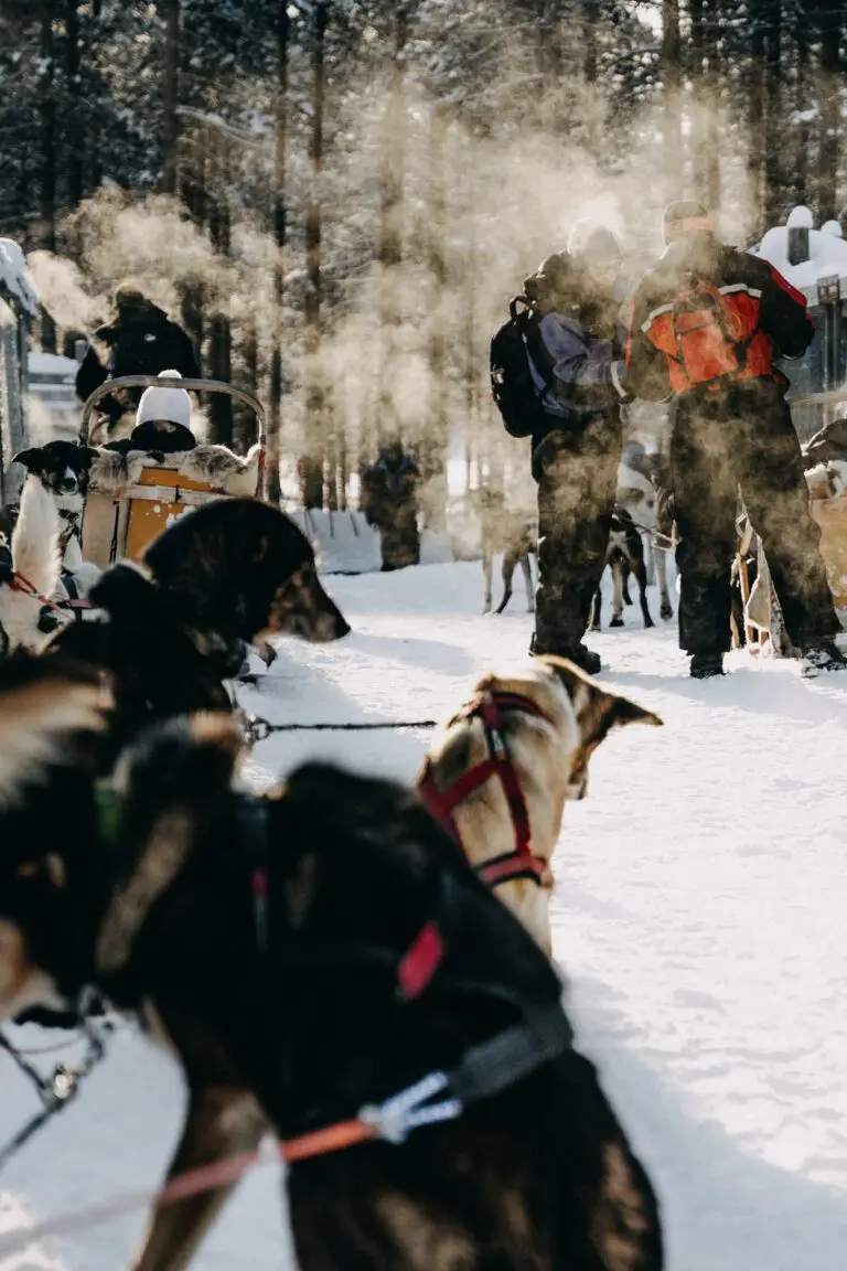 Husky safari Fins Lapland