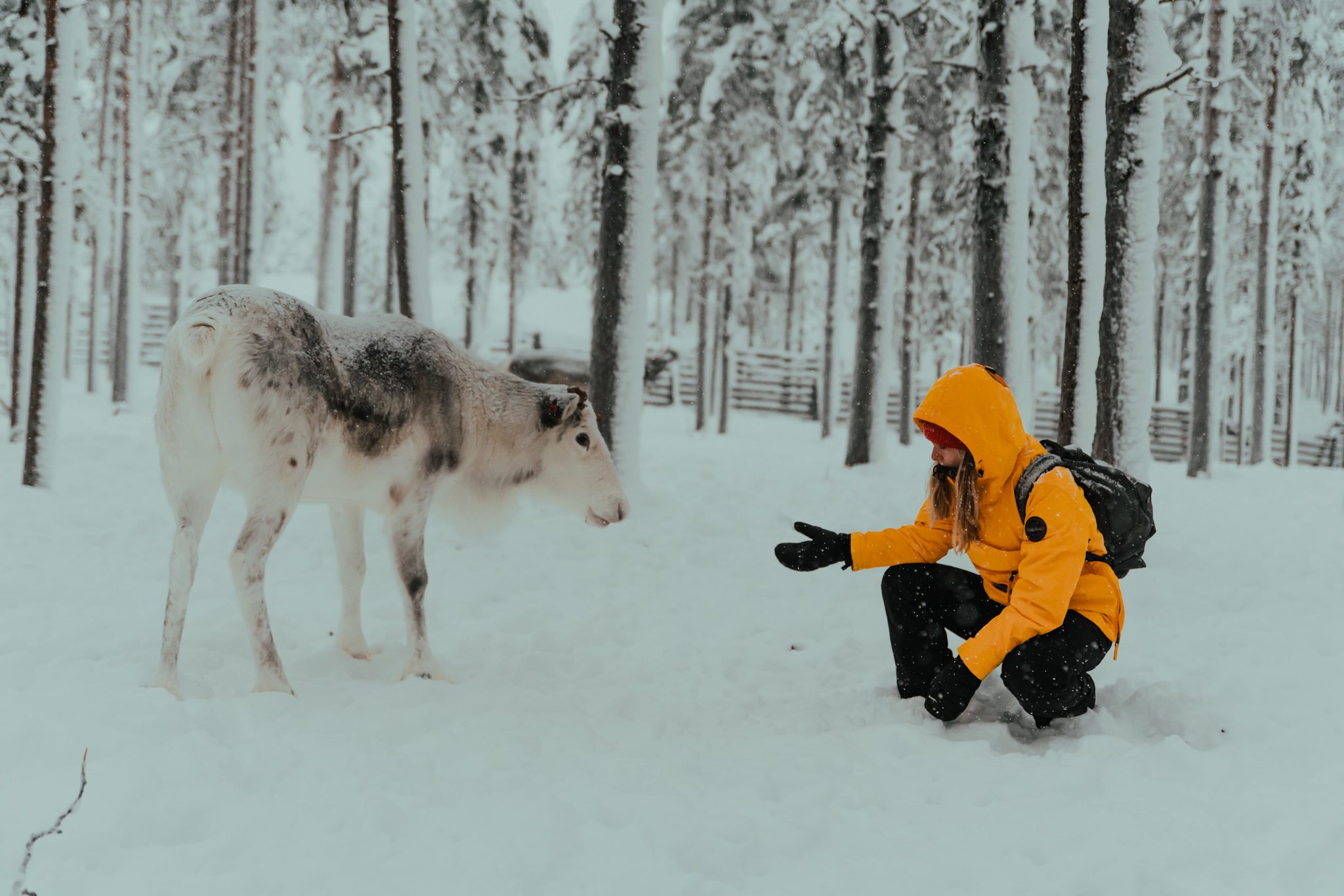 Rendieren Lapland