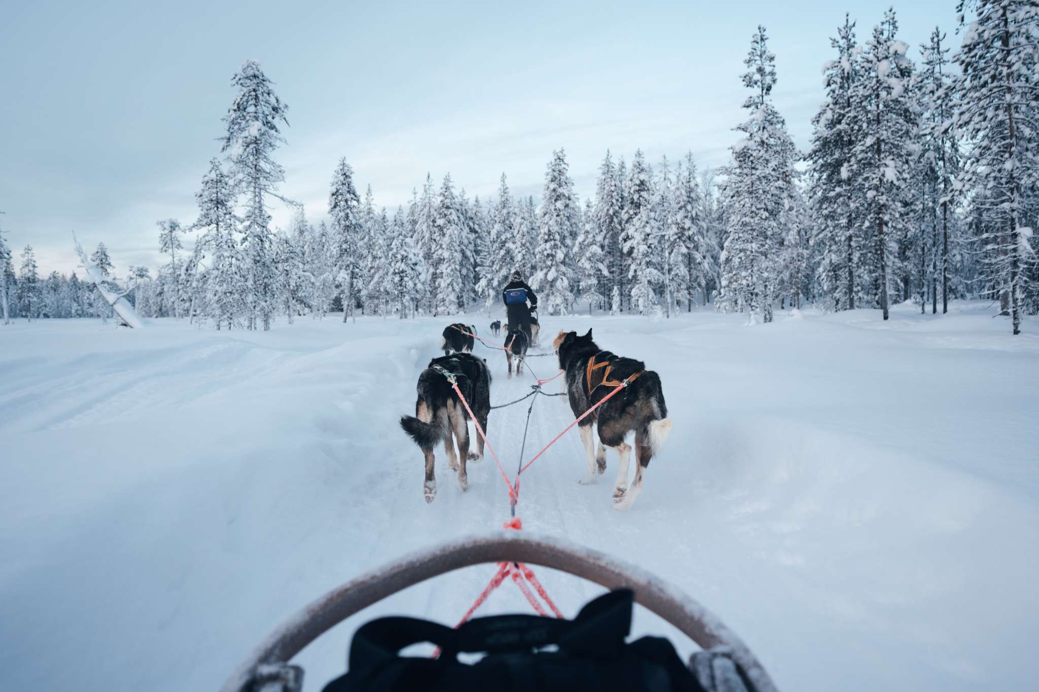 Husky Safari Lapland